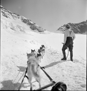 Jungfraujoch 1942: man with sledge dogs.