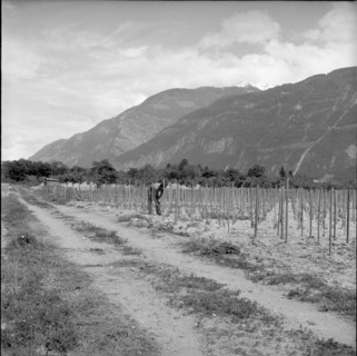 Vines war in Wallis: Destruction of illegal vineyards, 1961.