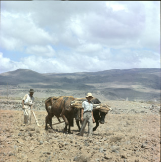 Farmer ploughing with oxen, Tenerife 1970.