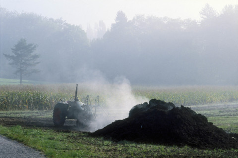 Manuring, dung being spread on a field.