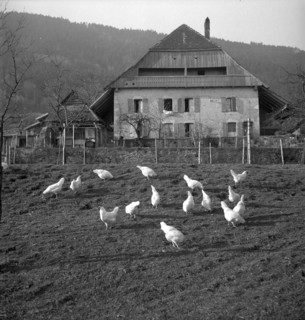 Grandevent sur Grandson, chicken in front of a farm house; 1948.