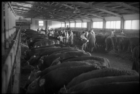 Breeding bull market Sargans, examination of animals 1962.