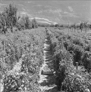 Plantation of tomatoes, 1962.