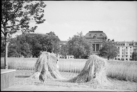Growing of cereals in Zurich city centre ca. 1940.