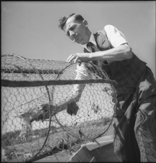 Fisherman with fish trap on the Doubs river 1945