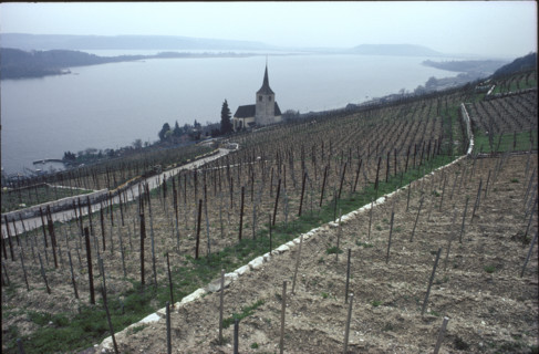 Vineyard near Ligerz 1983