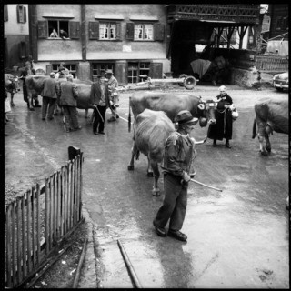 Cattle competitive exhibition in Küblis 1959