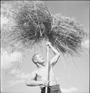 WW 2: grain crop, harvest, Rhine Valley 1941