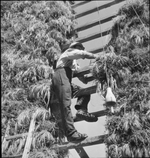 WW 2: grain crop, harvest in Tschamut 1941