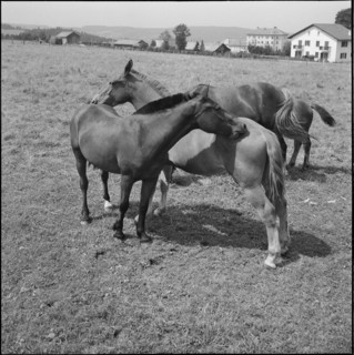 50th Marché-Concours Saignelégier, pasture, 1953