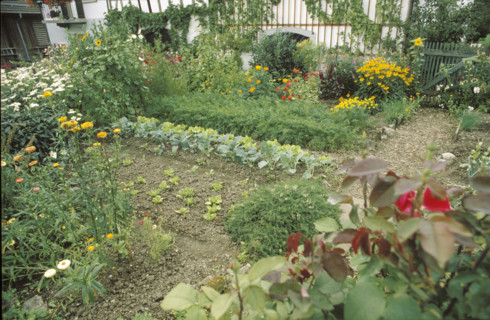 Flower and vegetable garden, biological plants