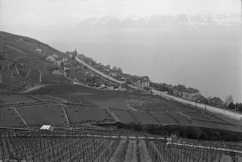 Vineyard near Villette in the countryside of Lavaux, 1972