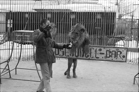 Lions training 1969