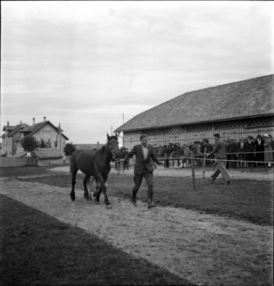 38th Marché-Concours Saignelégier, presentation, 1941