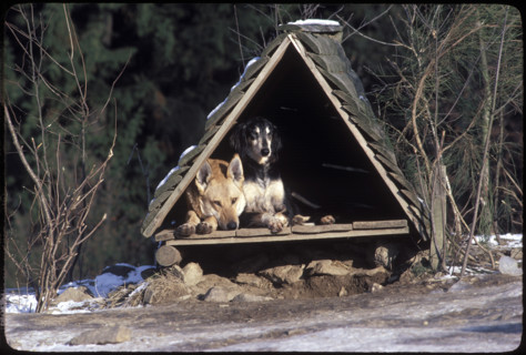 Dogs in a Shelter 1984