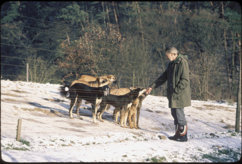 Eberhard Trumler, dog ethologist 1984