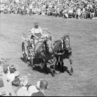 60th Marché Concours Saignelégier, 1963