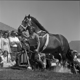 60th Marché Concours Saignelégier, 1963