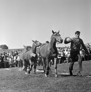 60th Marché Concours Saignelégier, 1963