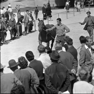 60th Marché Concours Saignelégier, 1963