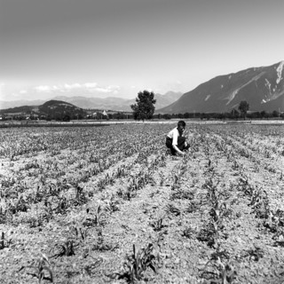 Farmer in rice field around 1940