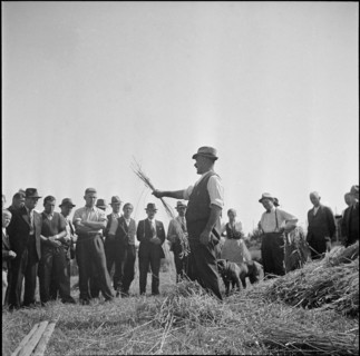 WW 2: grain crop, harvest, instructor, Strickhof 1940