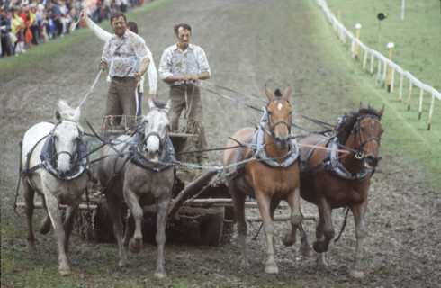 Horse race