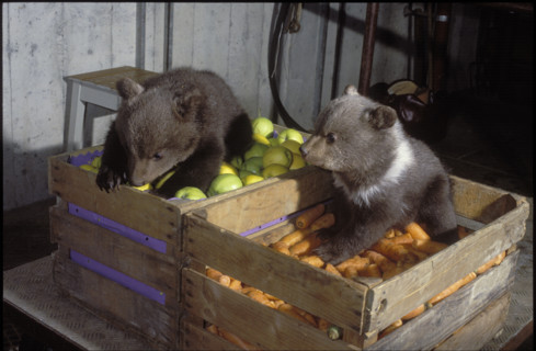 Offspring in vegetable case