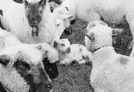 Sheep in Riffenmatt 1969