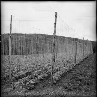 Runner bean: research institute of ETH, Kemptthal 1958