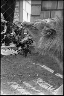 Feeding lion with poultry 1970