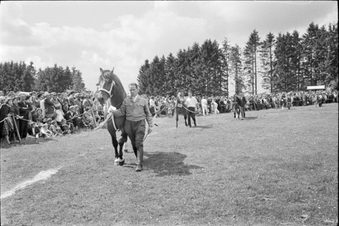 61st Marché Concours Saignelégier, 1964