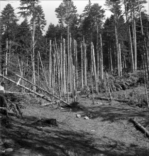 WW2: Bombing in Switzerland; bombs dropped on a forest, 1943