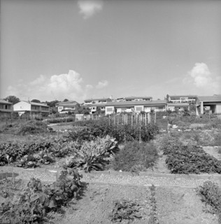 Geneva: Vegetable gardens in front of terraced houses in AirelaVille; 1965
