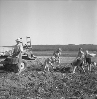 Potato harvest in Clavaleyres; 1955