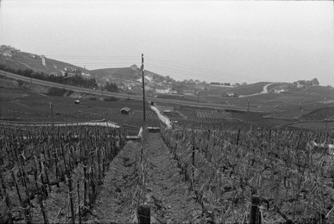 Vineyard and railway line near Villette in Lavaux, 1972