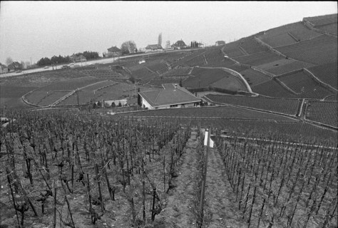 Vineyard near Villette in Lavaux, 1972