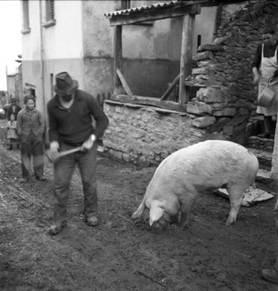 Saillon; Slaughtering of a pig for New Year, the pig is driven to the village square; 1948