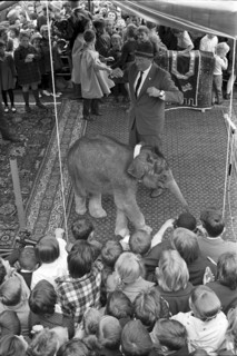 Young elephant on the Jelmoli roof 1963