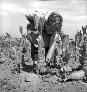 Tobacco leaves drying in the Vallée de la Broye, 1941