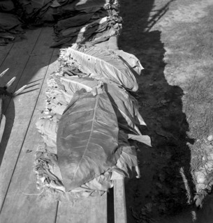 Elderly woman gaining tobacco seed, 1942