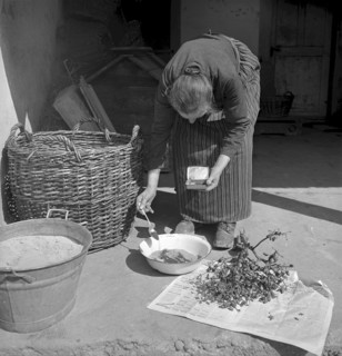 Drying tobacco leaves in the Vallée de la Broye, 1941