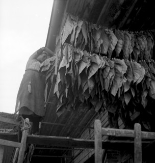 Woman hanging up tobacco leaves, 1941