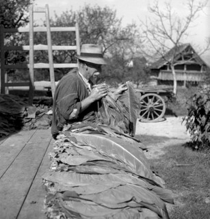 Man beading tobacco leaves, 1941
