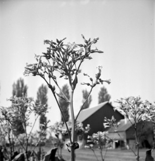 Tobacco field in Salavaux, 1942
