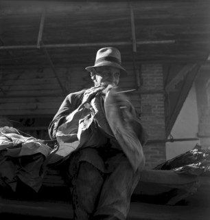 Producing cigars, 1952