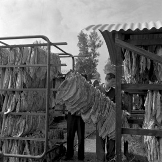 Producing cigars, 1952