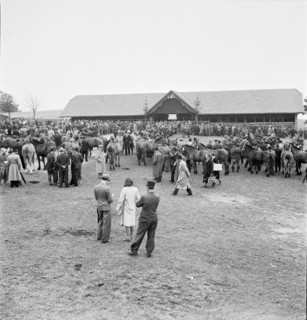 42nd MarchéConcours Saignelégier, Marktring, 1945