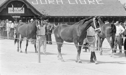 69th Marché Concours Saignelégier, 1972