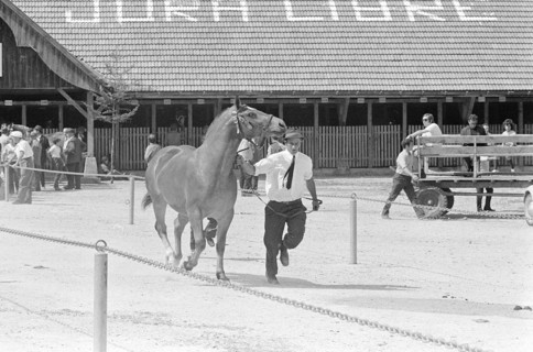 69th Marché Concours Saignelégier, 1972